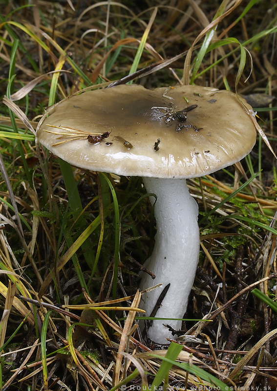 šťavnačka hnedobiela Hygrophorus latitabundus Britzelm.