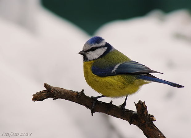 sýkorka belasá Parus caeruleus