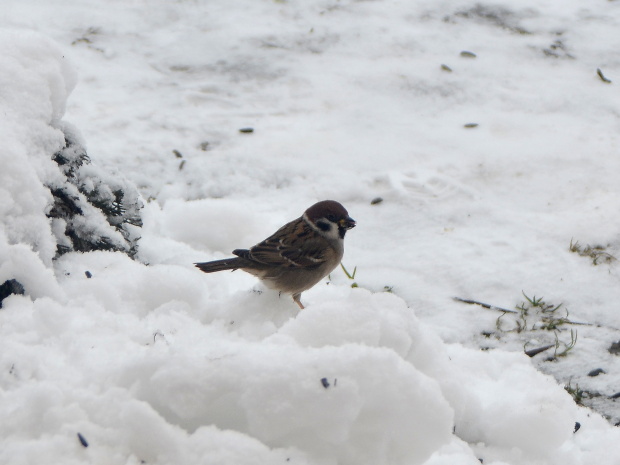 vrabec poľný Passer montanus