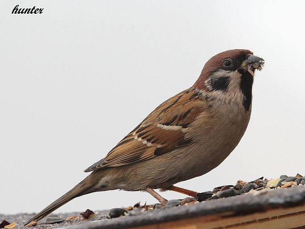 vrabec poľný Passer montanus