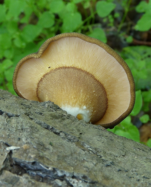 pňovka neskorá Sarcomyxa serotina (Pers.) P. Karst.