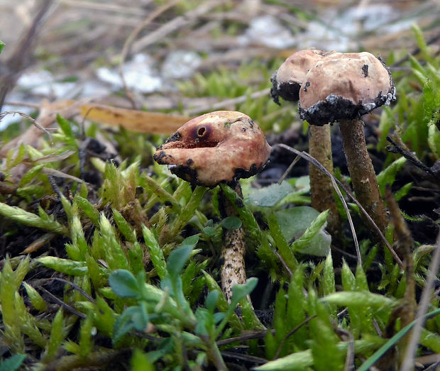 stopkovec zimný Tulostoma brumale Pers.