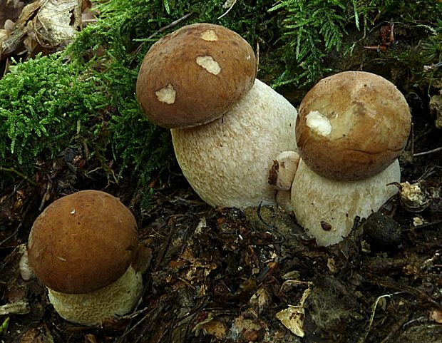 hríb dubový Boletus reticulatus Schaeff.