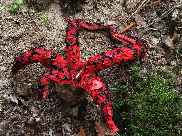 mrežovka kvetovitá Clathrus archeri (Berk.) Dring