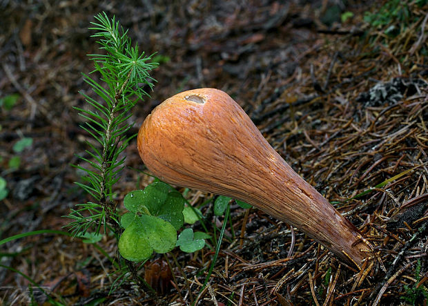 kyjak useknutý Clavariadelphus truncatus Donk