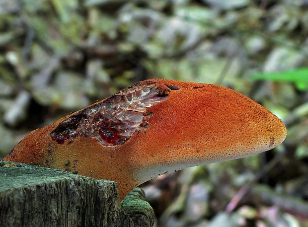 pečeňovec dubový Fistulina hepatica (Schaeff.) With.