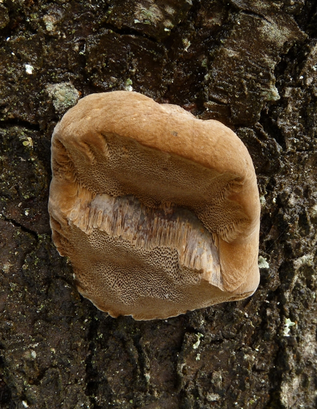 ohňovec slivkový Phellinus pomaceus (Pers.) Maire