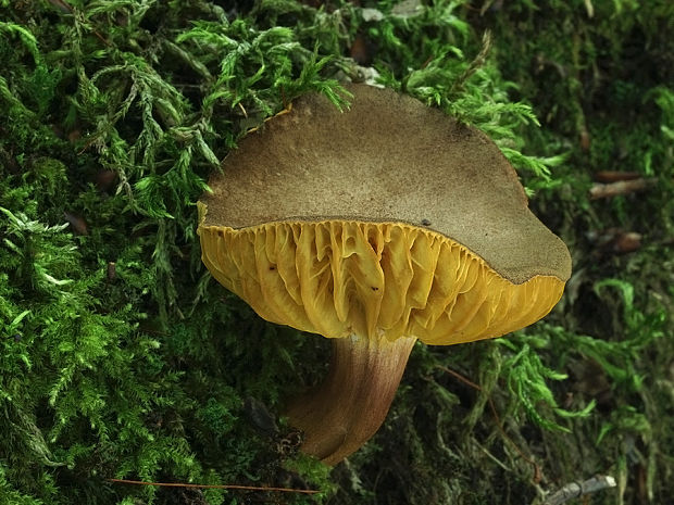 lupeňopórovec červenožltý Phylloporus rhodoxanthus (Schwein.) Bres.