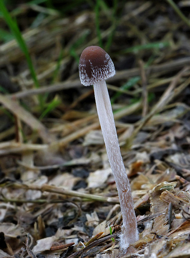 drobuľka Psathyrella sp.