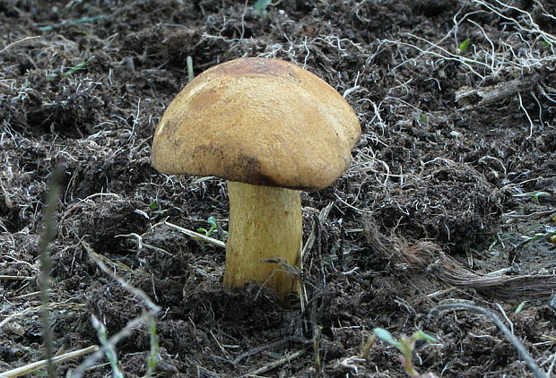 masliak strakatý Suillus variegatus (Sw.) Kuntze