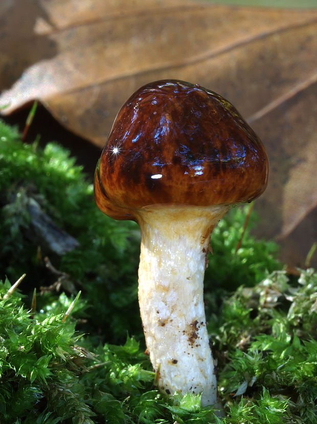 čírovka gaštanovohnedá Tricholoma ustale (Fr.) P. Kumm.