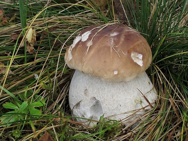 hríb smrekový Boletus edulis Bull.