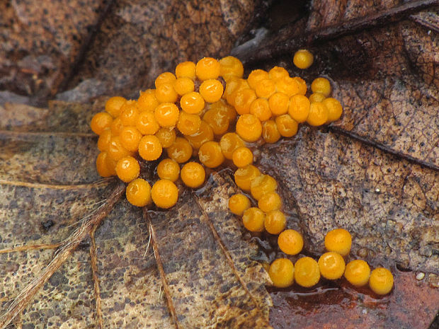 vláknohlivka ? Byssonectria sp.