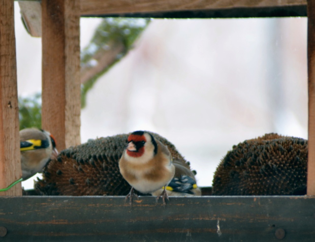 stehlík pestrý Carduelis carduelis