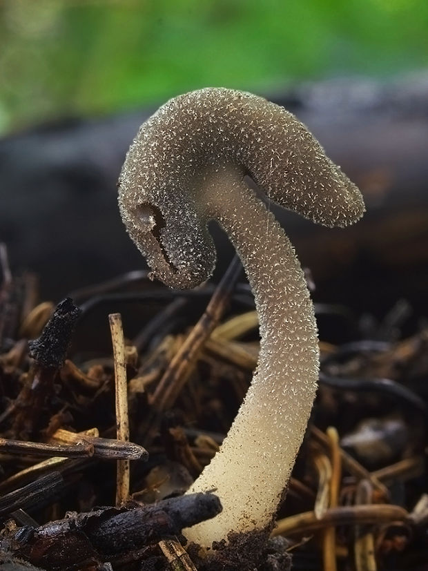 chriapač Helvella sp.