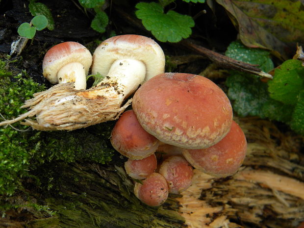 strapcovka tehlovočervená Hypholoma lateritium (Schaeff.) P. Kumm.