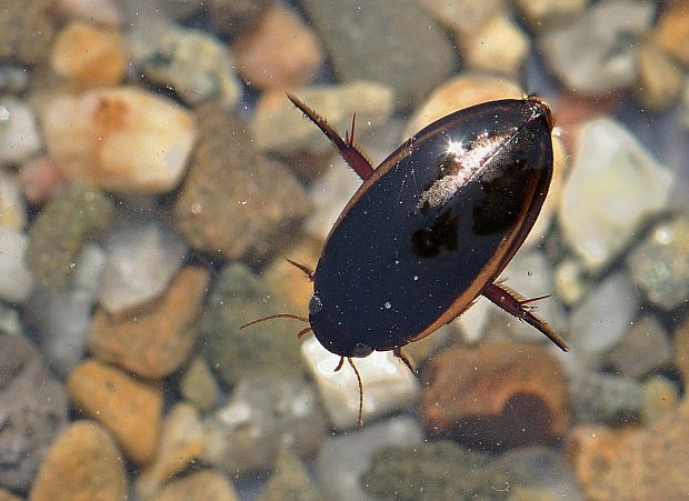 potápnik Ilybius fuliginosus