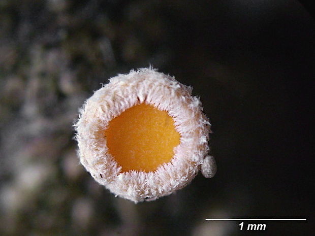 vlnuška neškodná Lachnellula occidentalis (G.G. Hahn & Ayers) Dharne