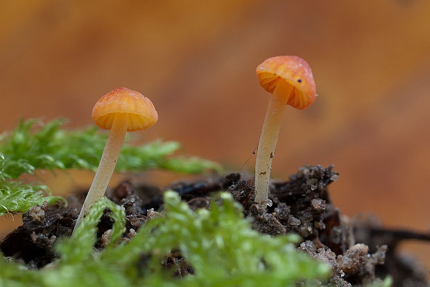 prilbička ihličková Mycena acicula (Schaeff.) P. Kumm.