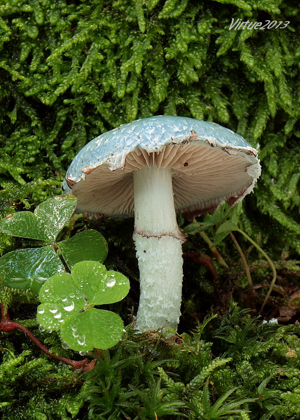 golierovka zelenomodrá Stropharia caerulea Kreisel