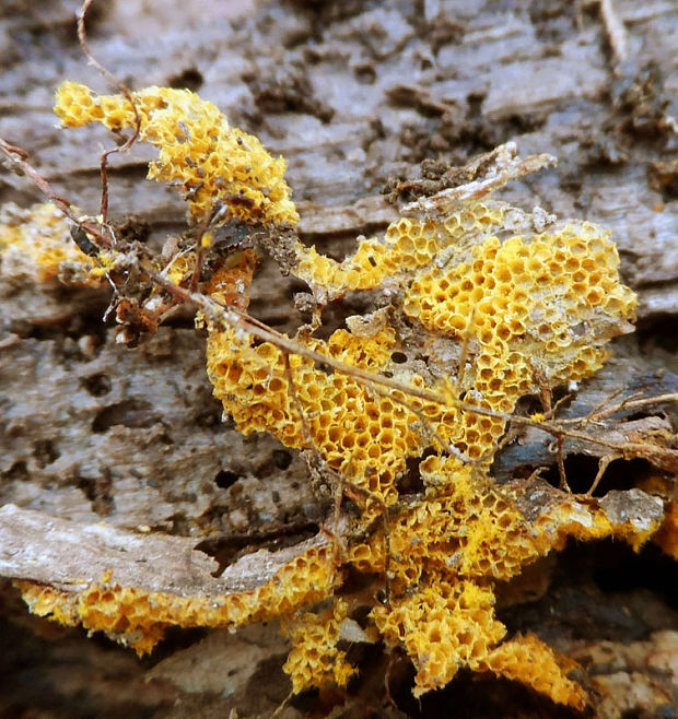 vlasnačka Trichia sp.