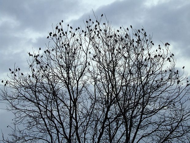 chochláč severský Bombycilla garrulus