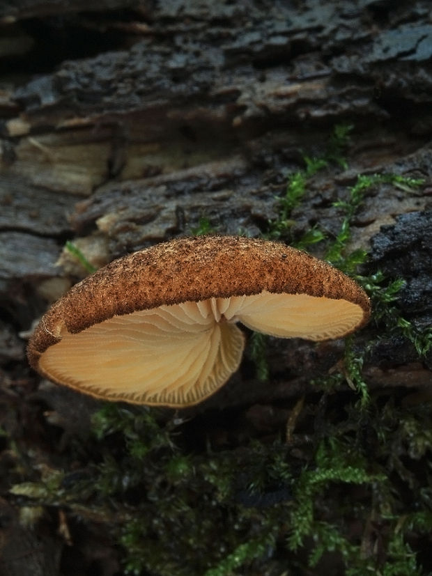 pahliva šafranová Crepidotus crocophyllus (Berk.) Sacc.