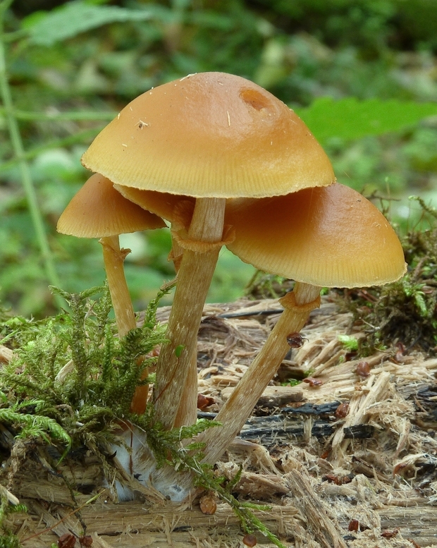 kapucňovka okrovohnedastá Galerina marginata (Batsch) Kühner