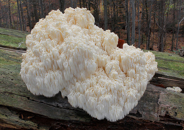 koralovec jedľový Hericium alpestre Pers.