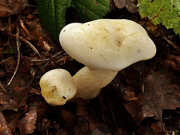 šťavnačka žltovločkatá Hygrophorus chrysodon (Batsch) Fr.