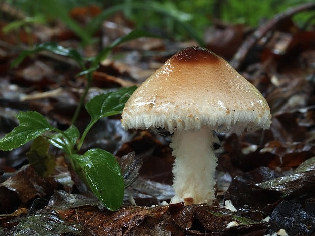 bedlička vlnatá Lepiota clypeolaria (Bull.) P. Kumm.