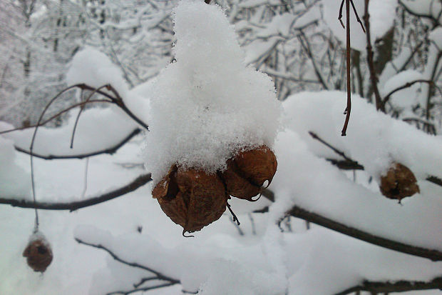 klokoč perovitý Staphylea pinnata L.