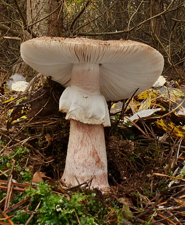 muchotrávka červenkastá Amanita rubescens Pers.