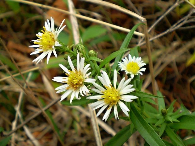 astra kopijovitolistá Aster lanceolatus Willd.