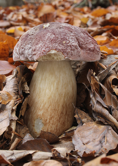 hríb sosnový Boletus pinophilus Pil. et Dermek in Pil.