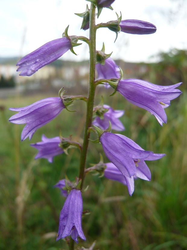 zvonček Campanula sp.