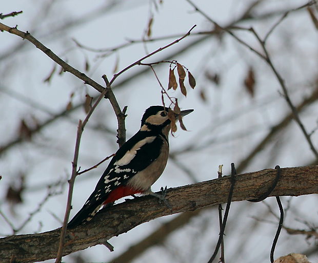 ďateľ veľký Dendrocopos major