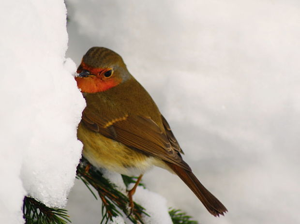 červienka obyčajná Erithacus rubecula