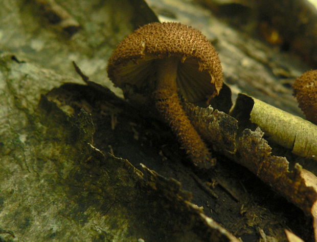 flamulaster  Flammulaster sp.