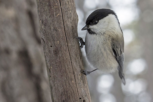 sýkorka čiernohlavá Parus montanus