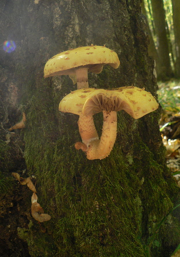 šupinovka slizká Pholiota adiposa (Batsch) P. Kumm.