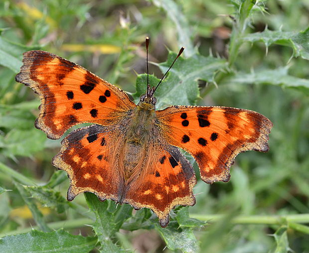 babôčka zubatokrídla Polygonia c-album Linnaeus, 1758