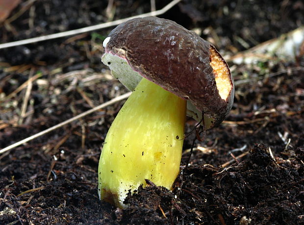 suchohríb zamatový Xerocomellus pruinatus (Fr.) Šutara