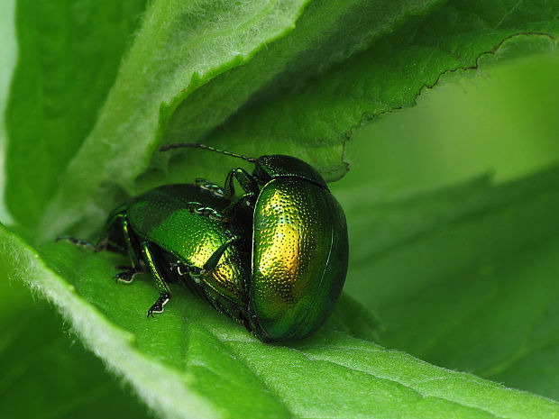 liskavka mätová  Chrysolina herbacea