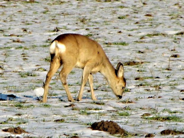 srna lesná Capreolus capreolus