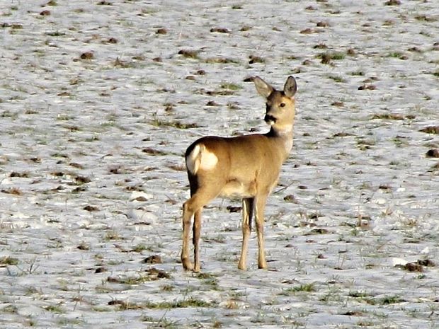 srna lesná Capreolus capreolus