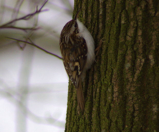 kôrovník dlhoprstý Certhia familiaris