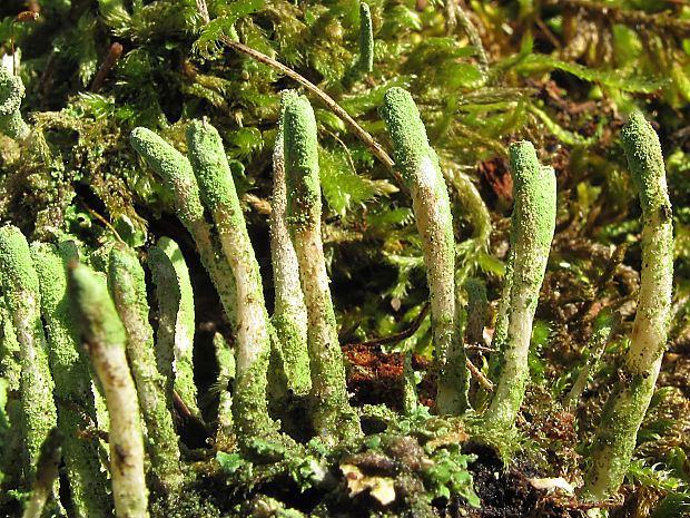 dutohlávka Cladonia ochrochlora