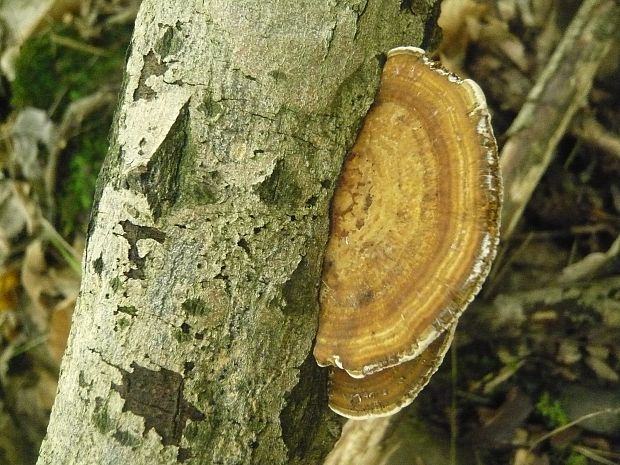 sieťkovček červenkastý Daedaleopsis confragosa (Bolton) J. Schröt.