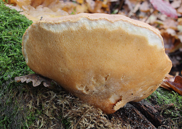 sírovec obyčajný Laetiporus sulphureus (Bull.) Murrill